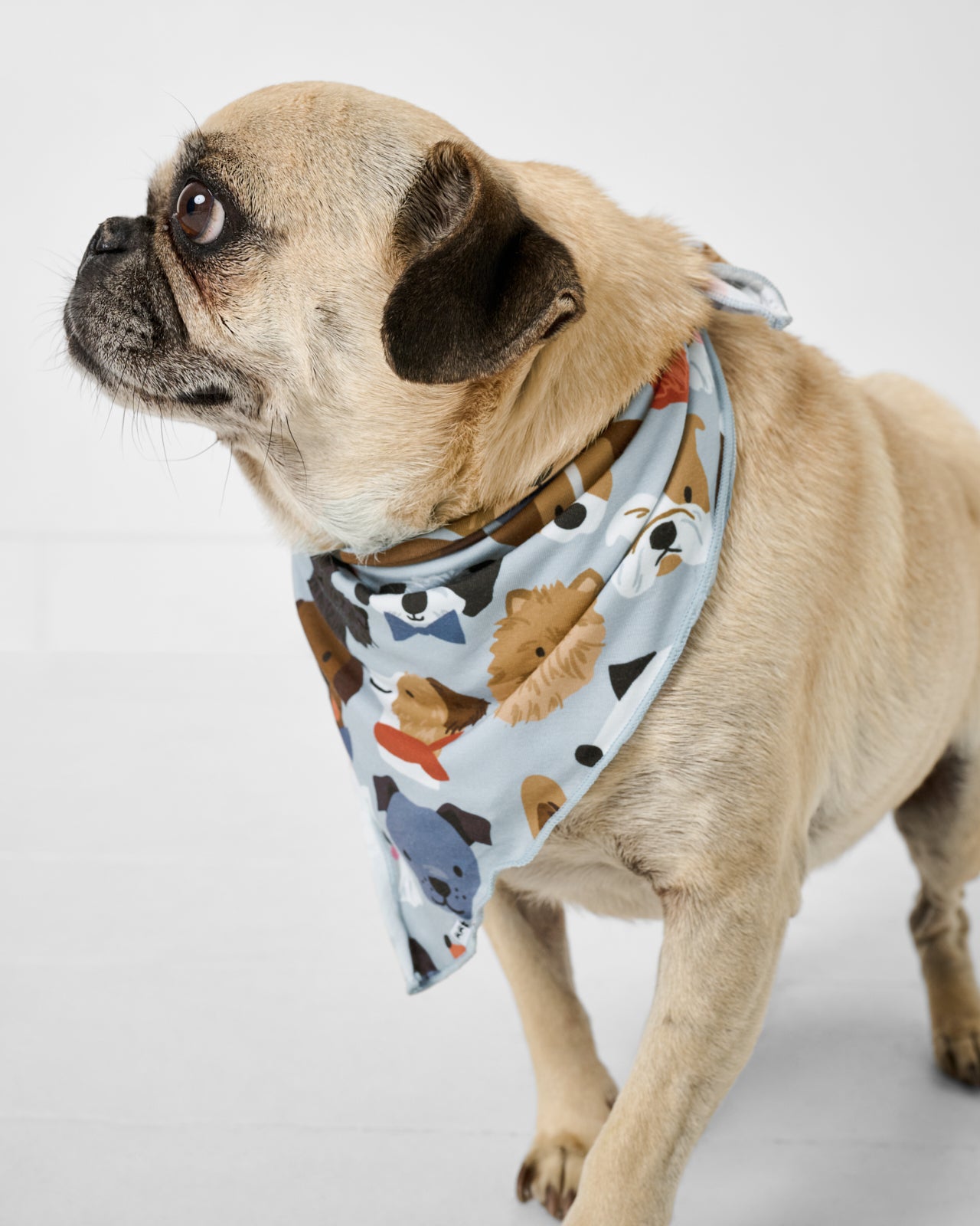 Gray Puppy Parade Pet Bandana - Image 2