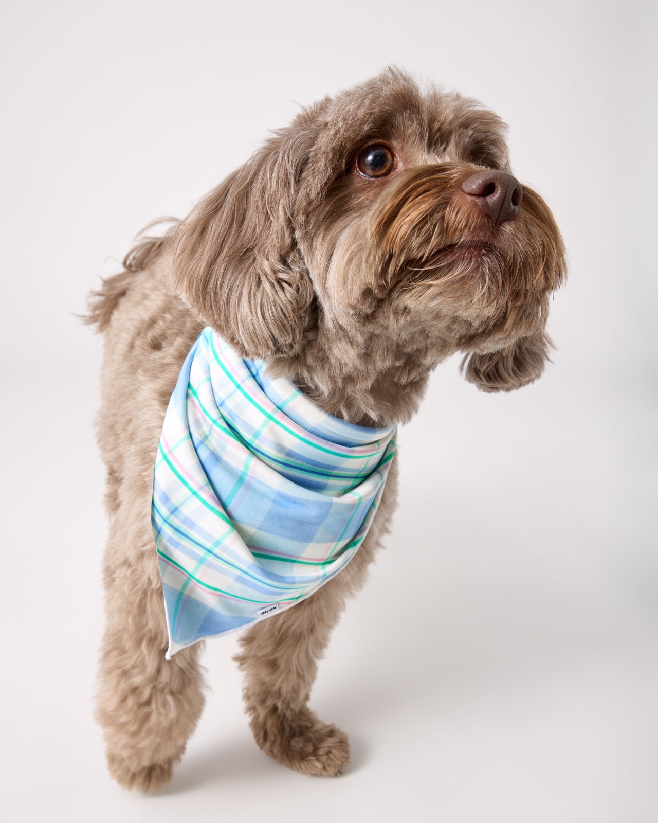 Springtime Plaid Pet Bandana - Image 3