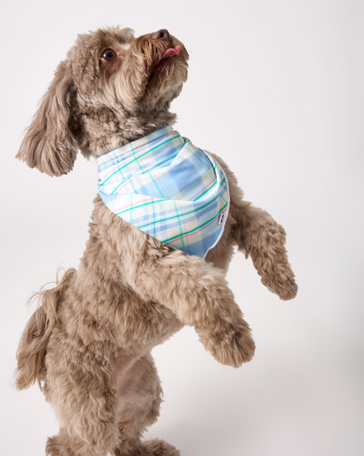 Springtime Plaid Pet Bandana - Image 2